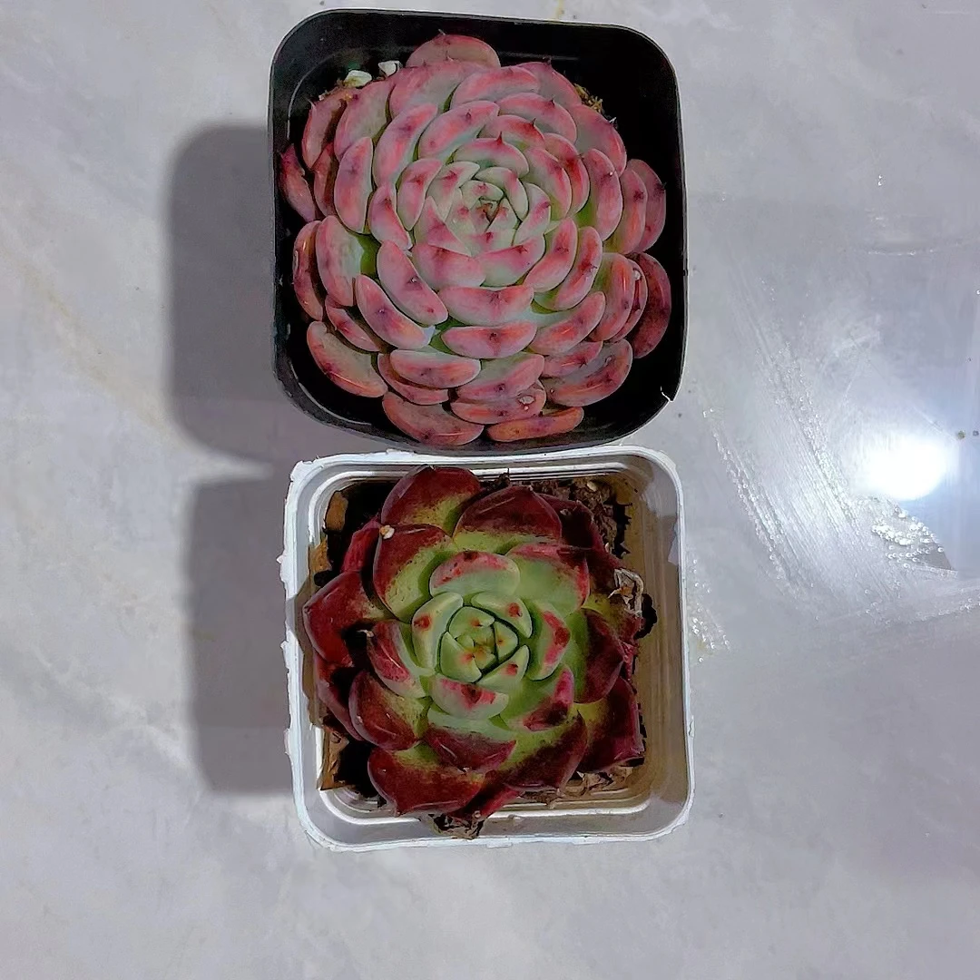 【倾晨+粉姬莲 满9.9包邮】星花怒放云南多肉植物 以直播间为准栽