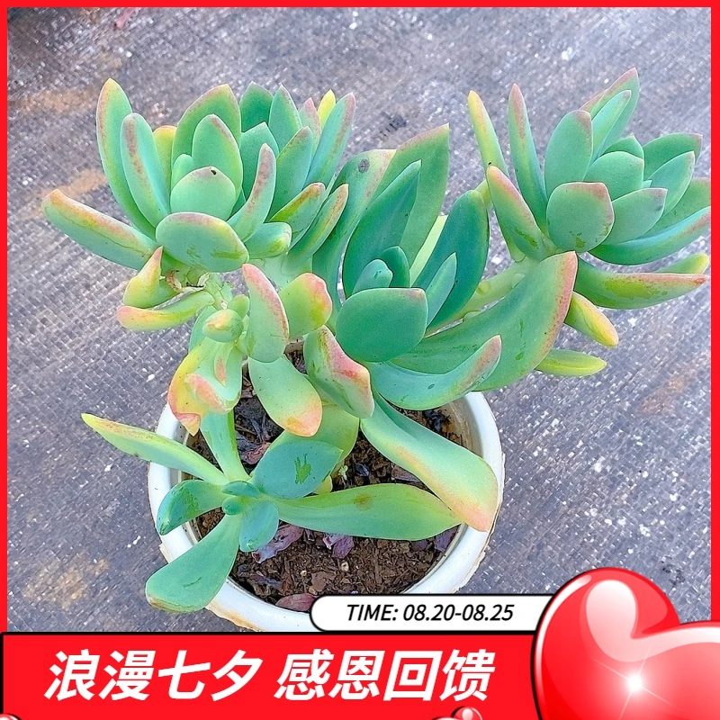 【芒果美人 满9.9包邮】星花怒放阳台露台办公室绿植植物栽种养护四