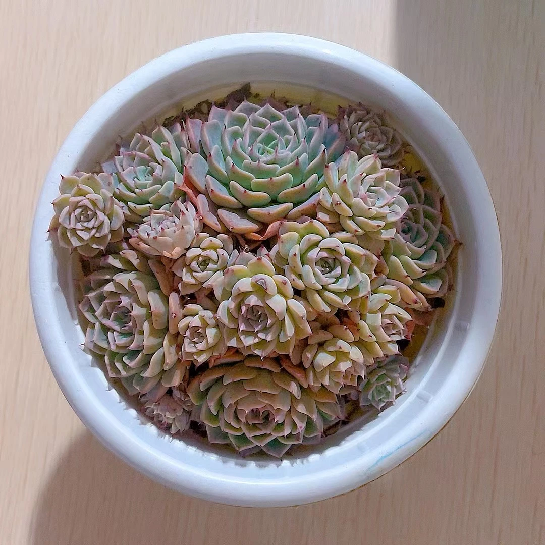 【海冰格瑞 满9.9包邮】星花怒放 阳台露台办公室绿植植栽种养护