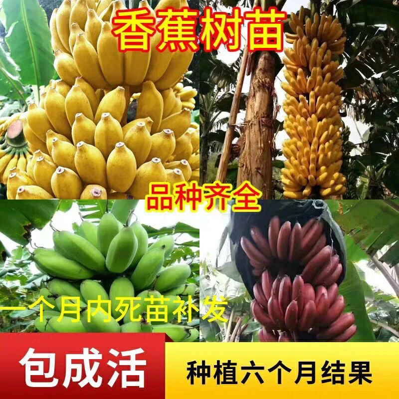 新品种红香蕉南方北方种植可盘栽地栽