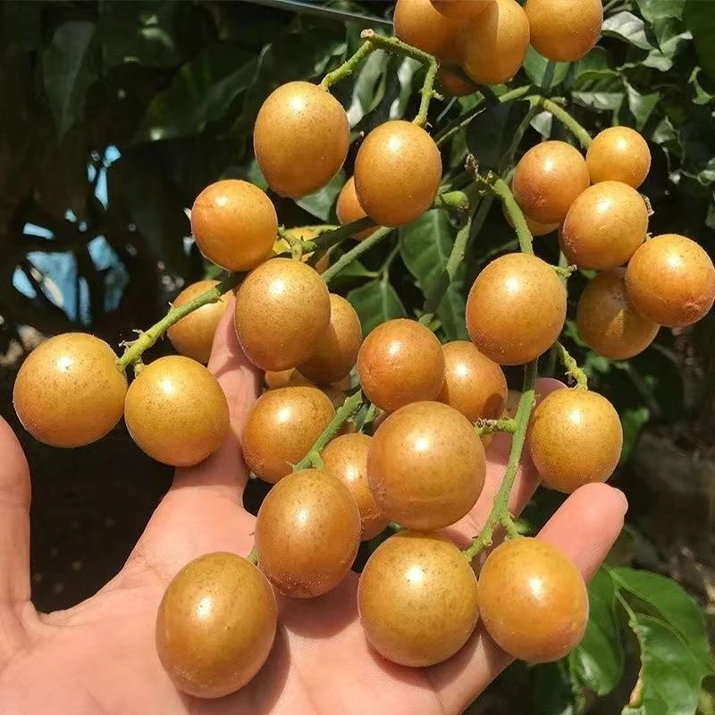 黄皮果树苗品种黑黄皮嫁接苗南方北方种植盘栽地栽