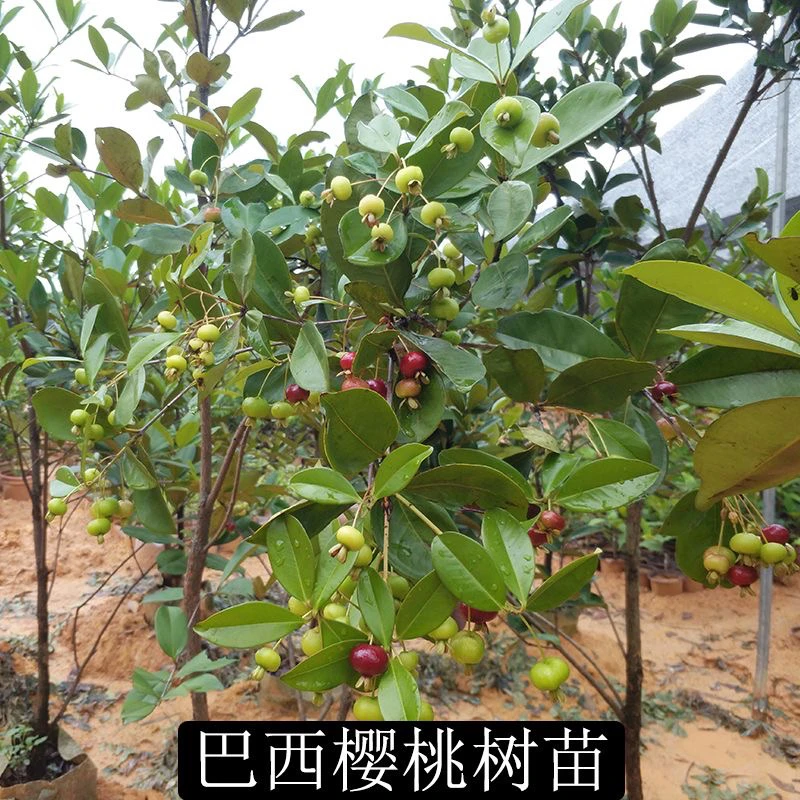 巴西樱桃果树苗 一年多季节结果 南北方都可以种的一款樱桃