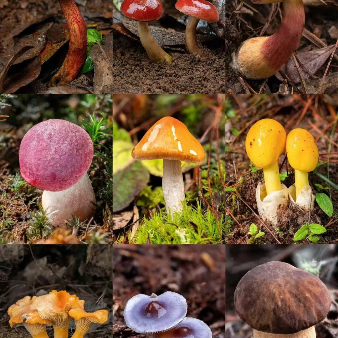 【客-服-链-接】净含量500g【小小现收】菌