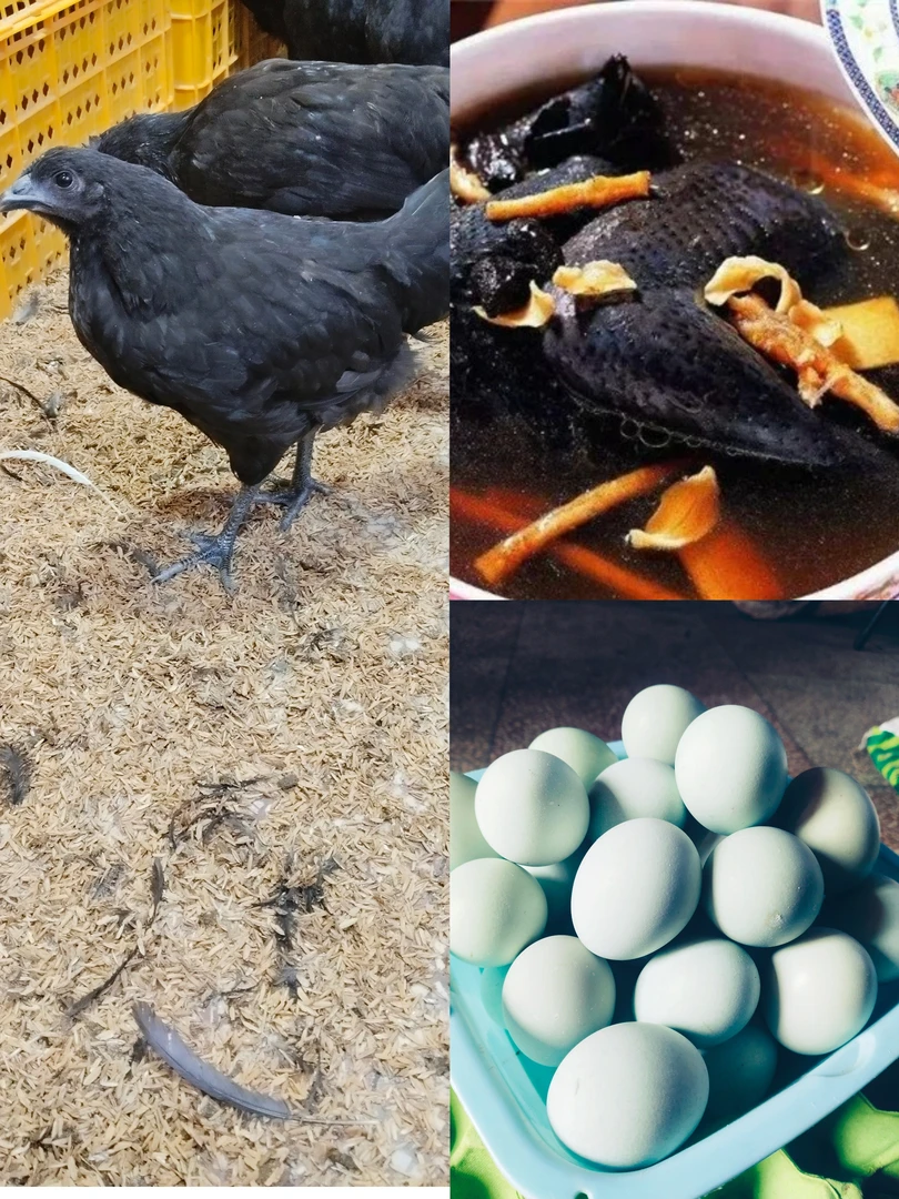 山林散养五黑鸡整鸡现杀冰鲜