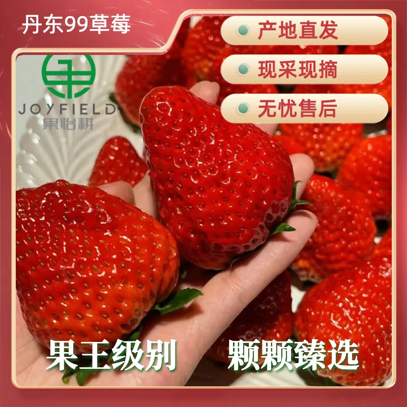 「特大大大王者」正宗丹东99草莓王者级别颗颗精选