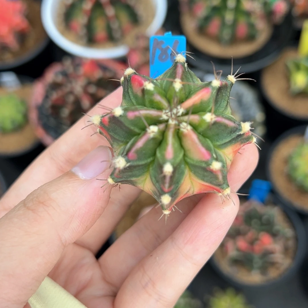 泰系侧芽米哈锦186