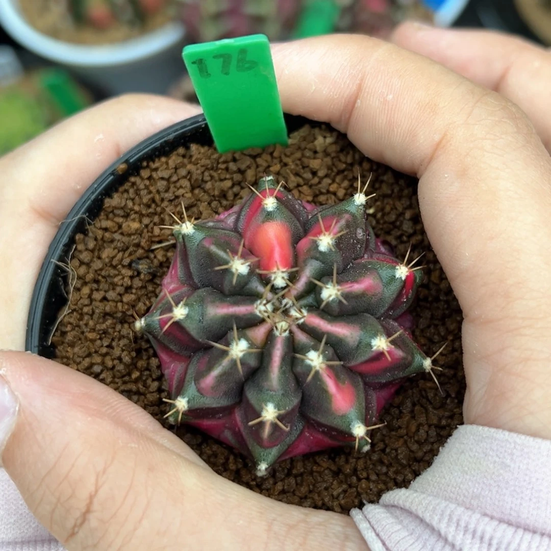 泰系侧芽豪臀米哈锦176