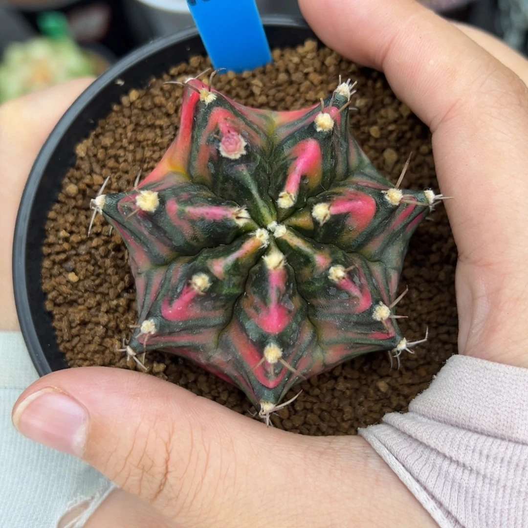 泰系实生七彩米哈锦 154