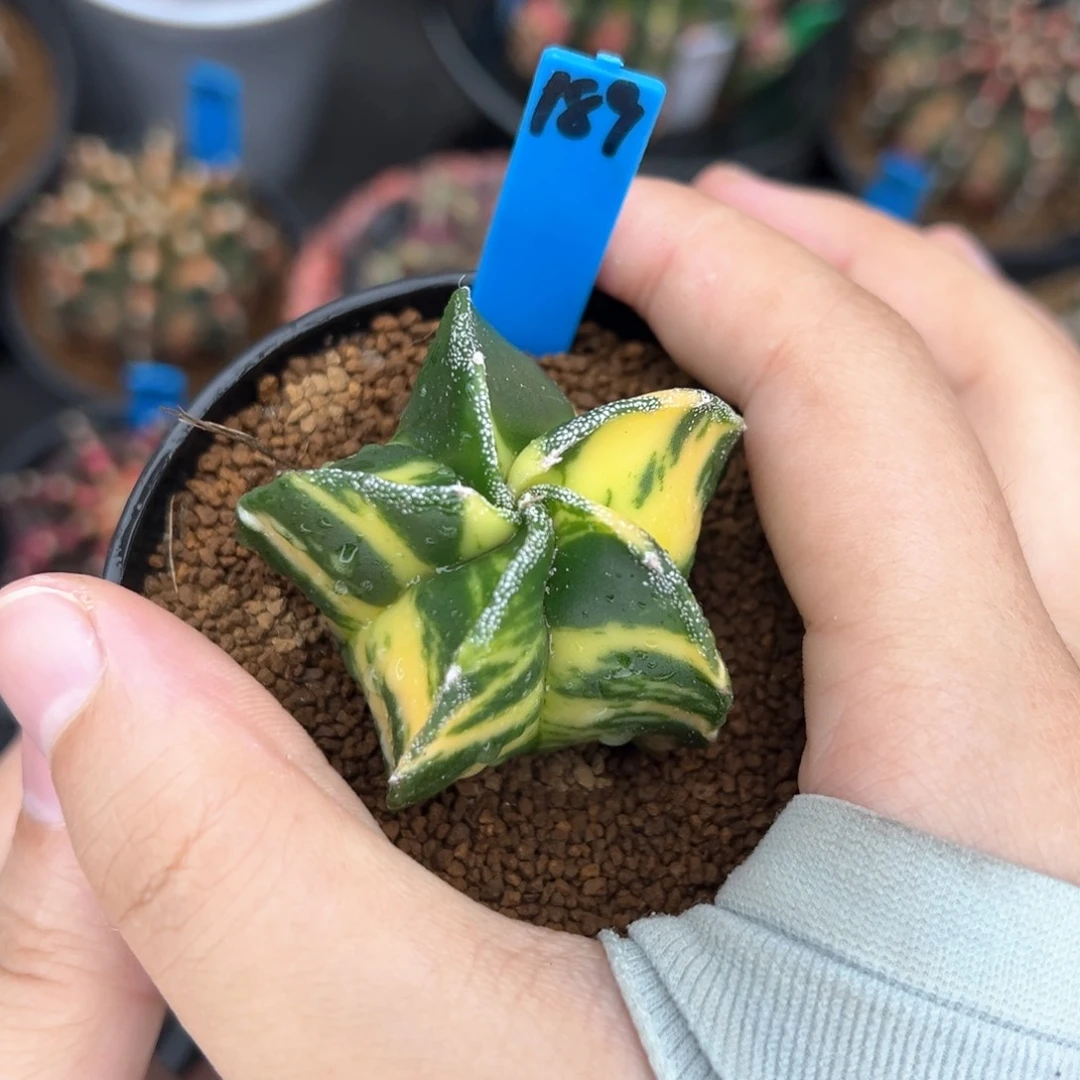 实生虎斑鸾凤玉锦189