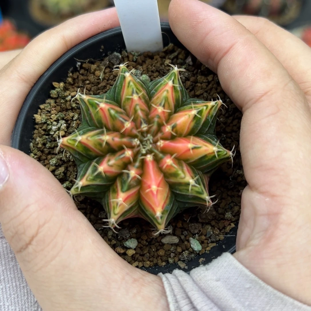 泰系实生肋骨锦 A397