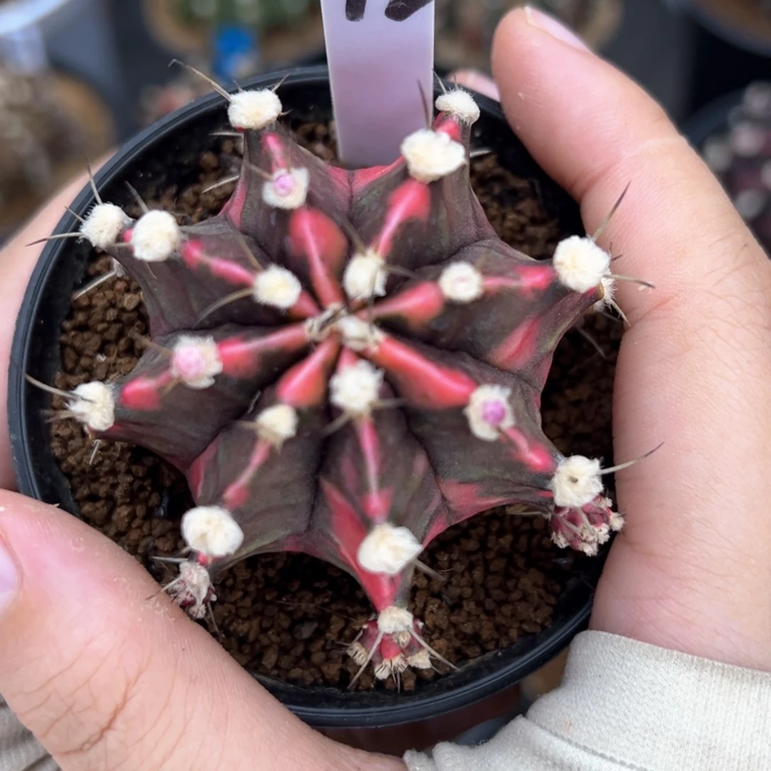 泰系侧芽高绒米哈锦 12