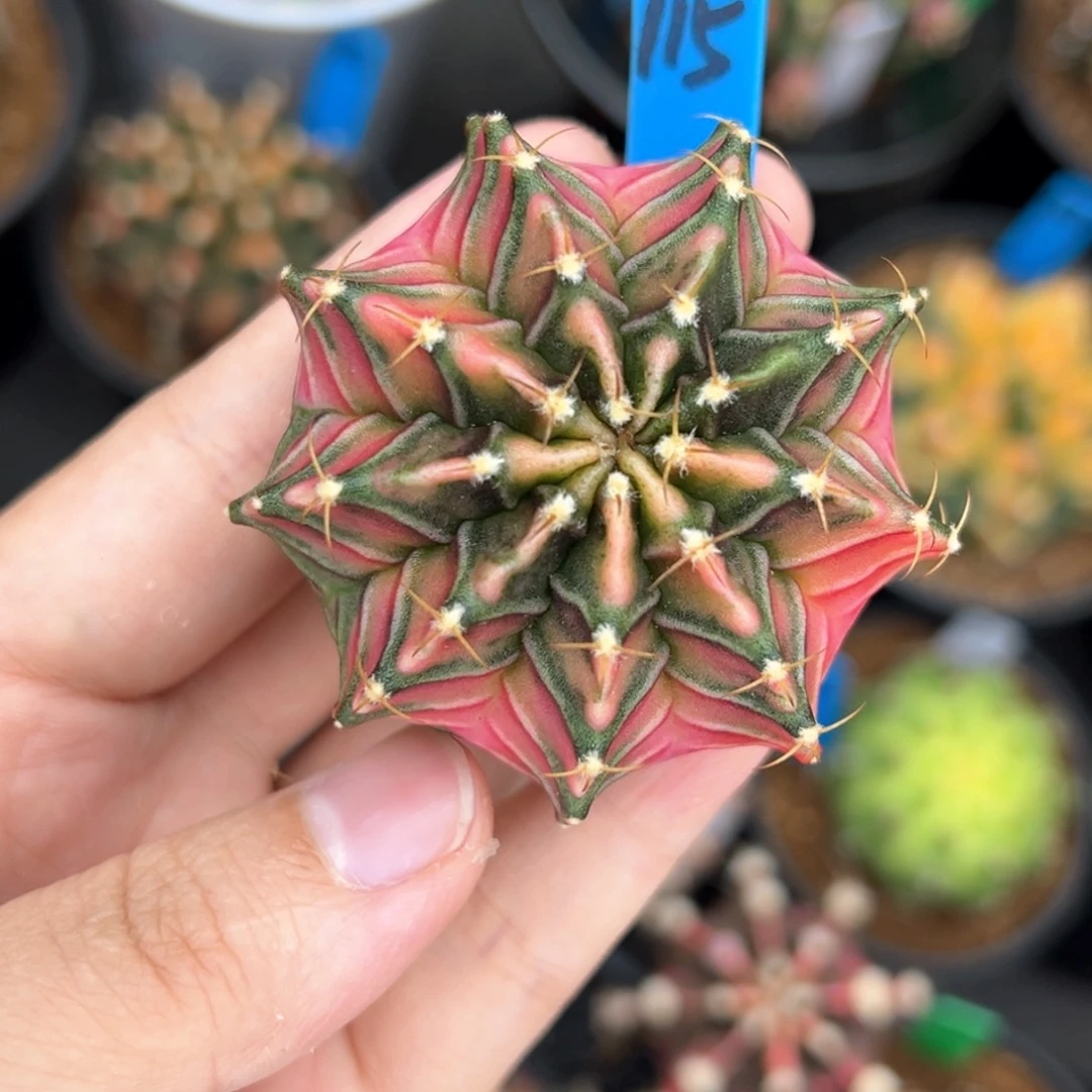 泰系实生豪臀肋骨锦115