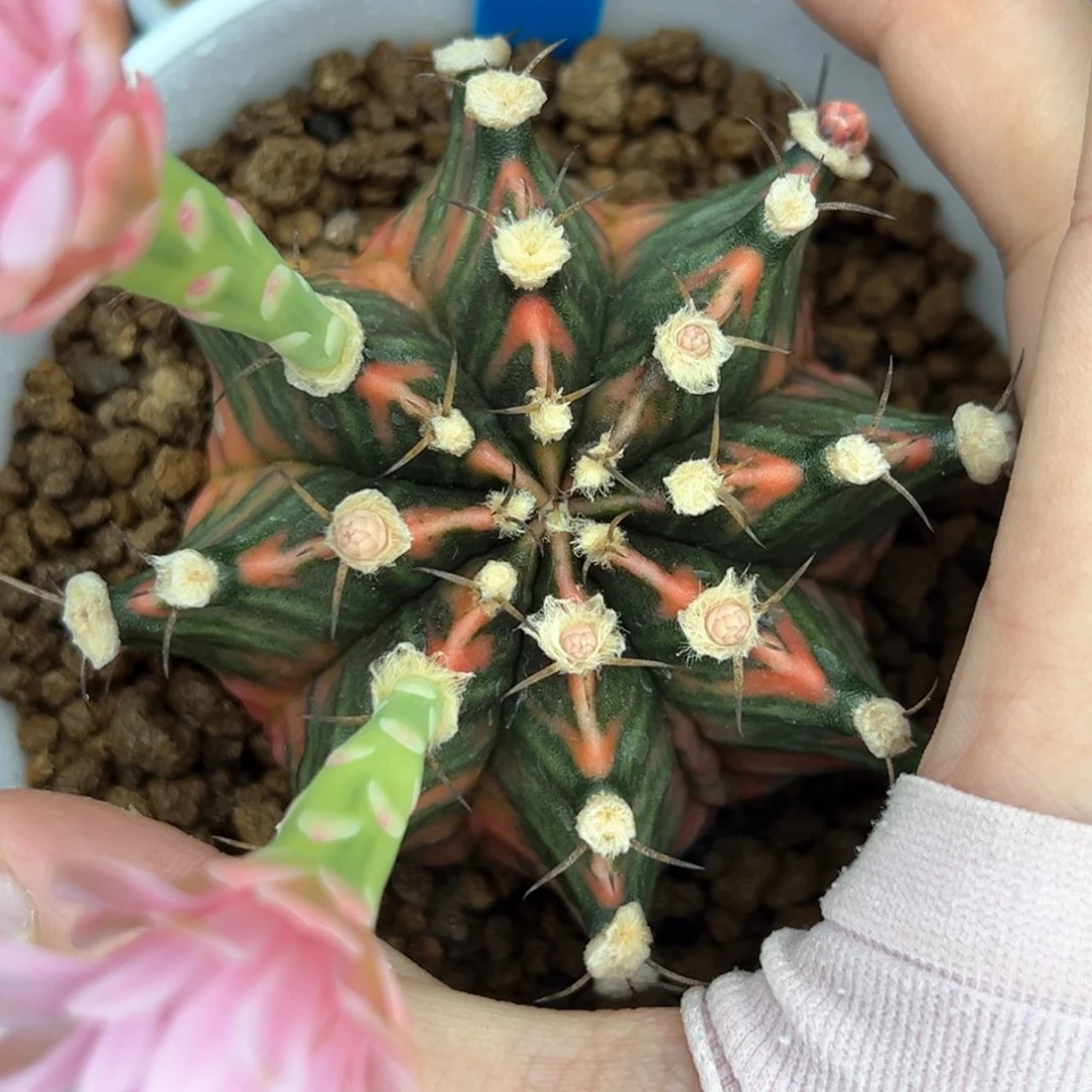 泰系实生高绒米哈锦156