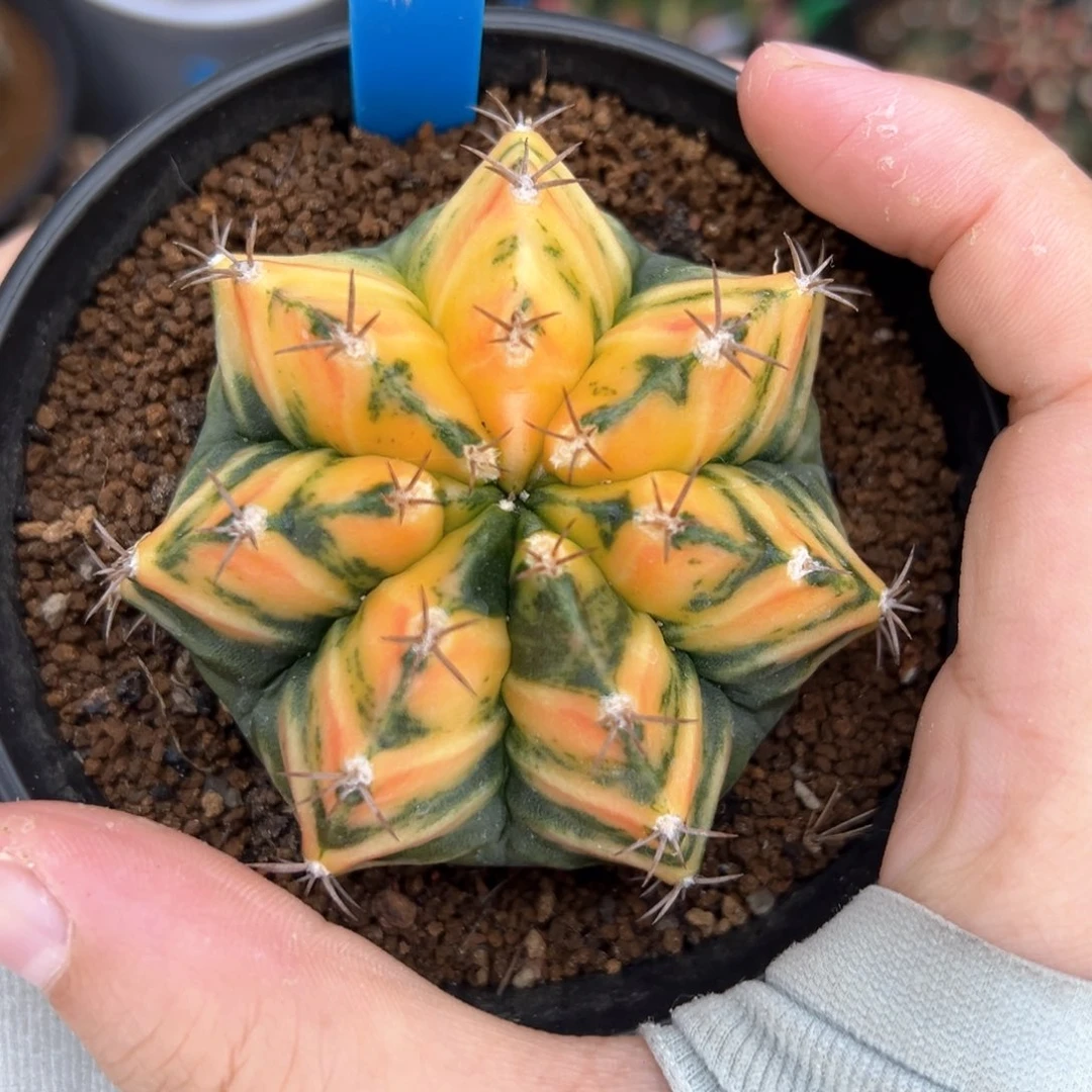泰系实生虎斑米哈锦169
