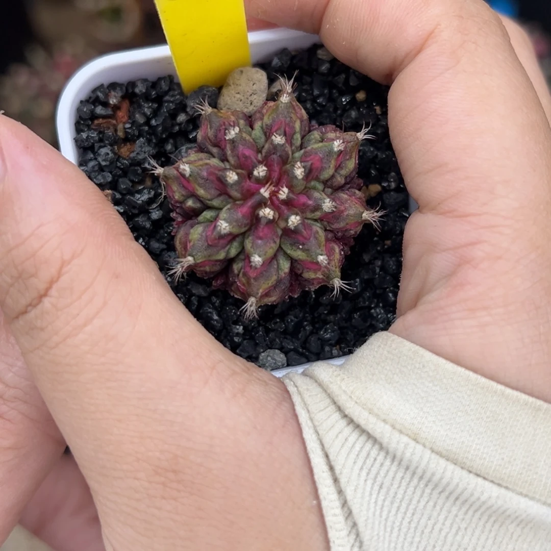 泰系实生海神 88