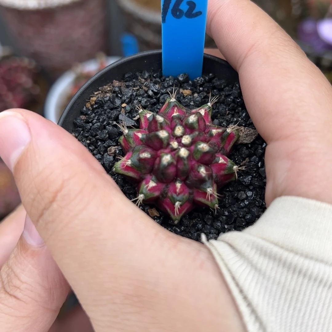 泰系实生龟甲 海神162