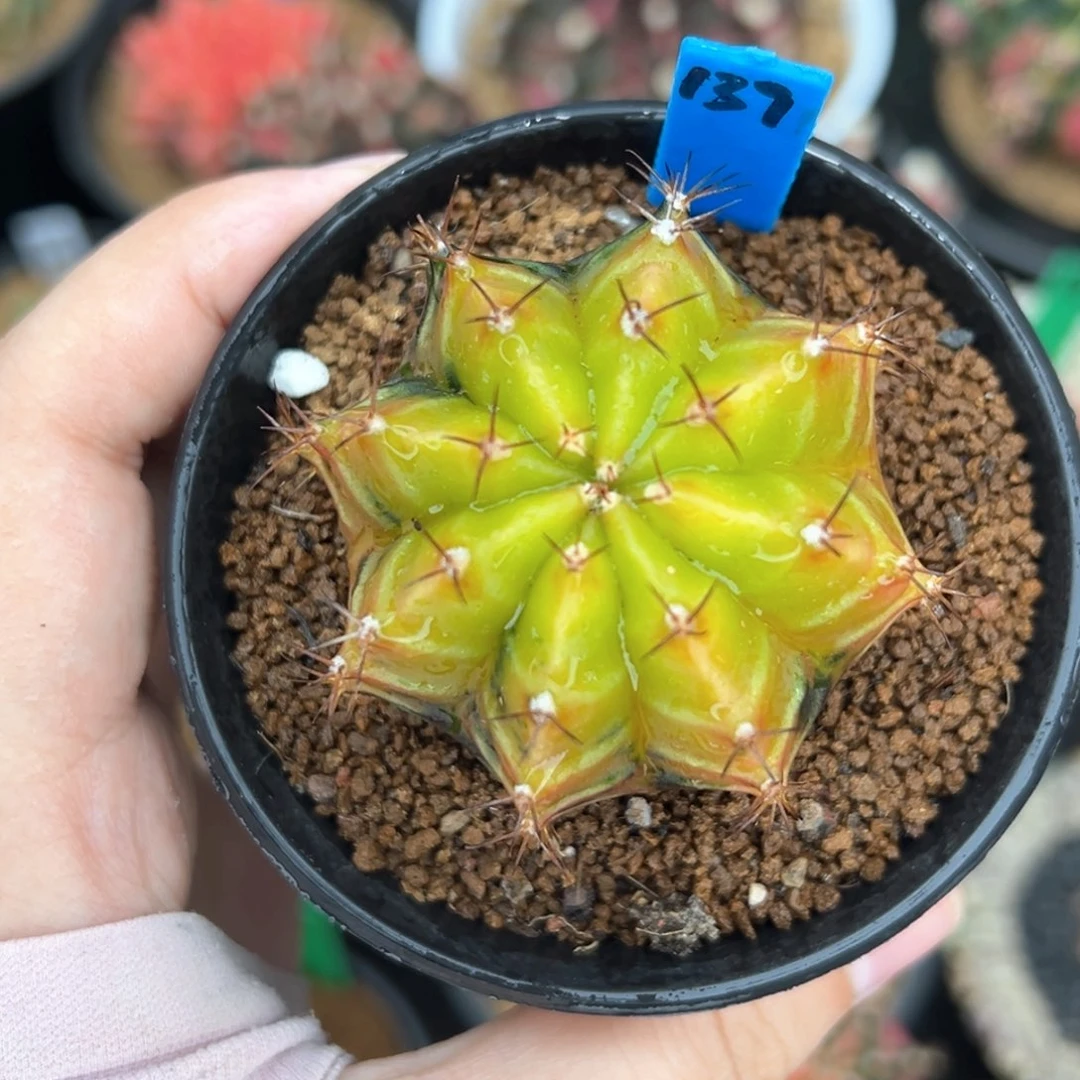 泰系实生乌贼B带盆发139