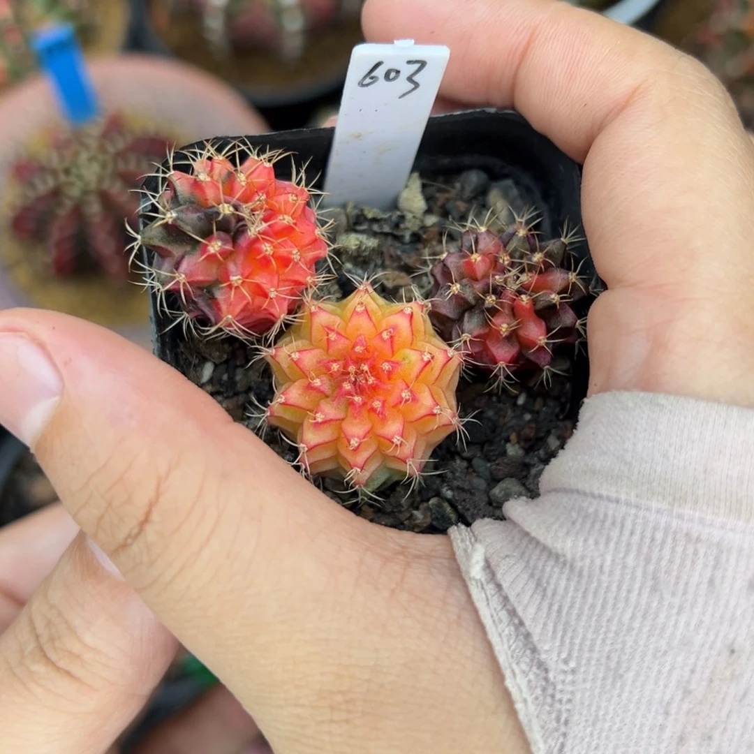 泰系实生米哈锦 603
