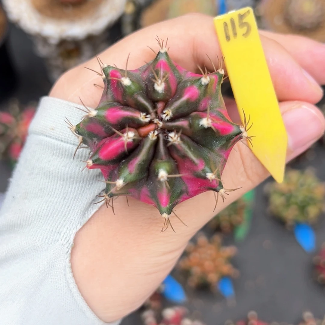 泰系侧芽米哈锦裸根发115