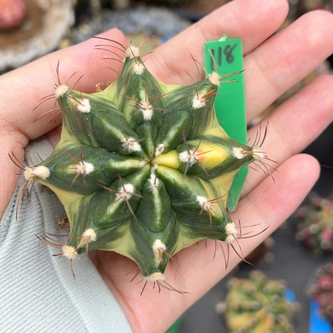泰系侧芽豪臀米哈锦118