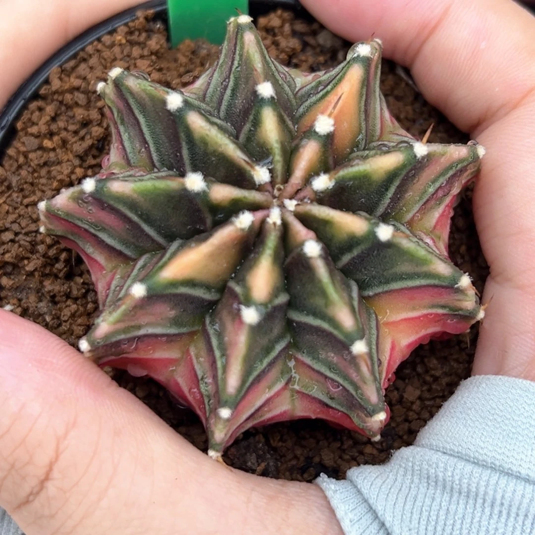 泰系实生肋骨锦A308