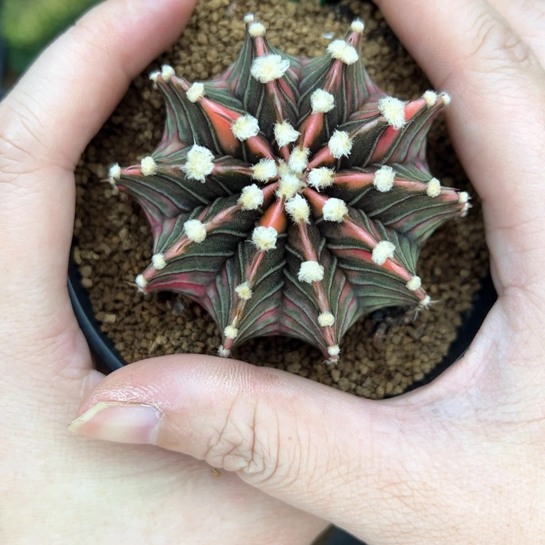 139实生高绒单刺肋骨锦，00000