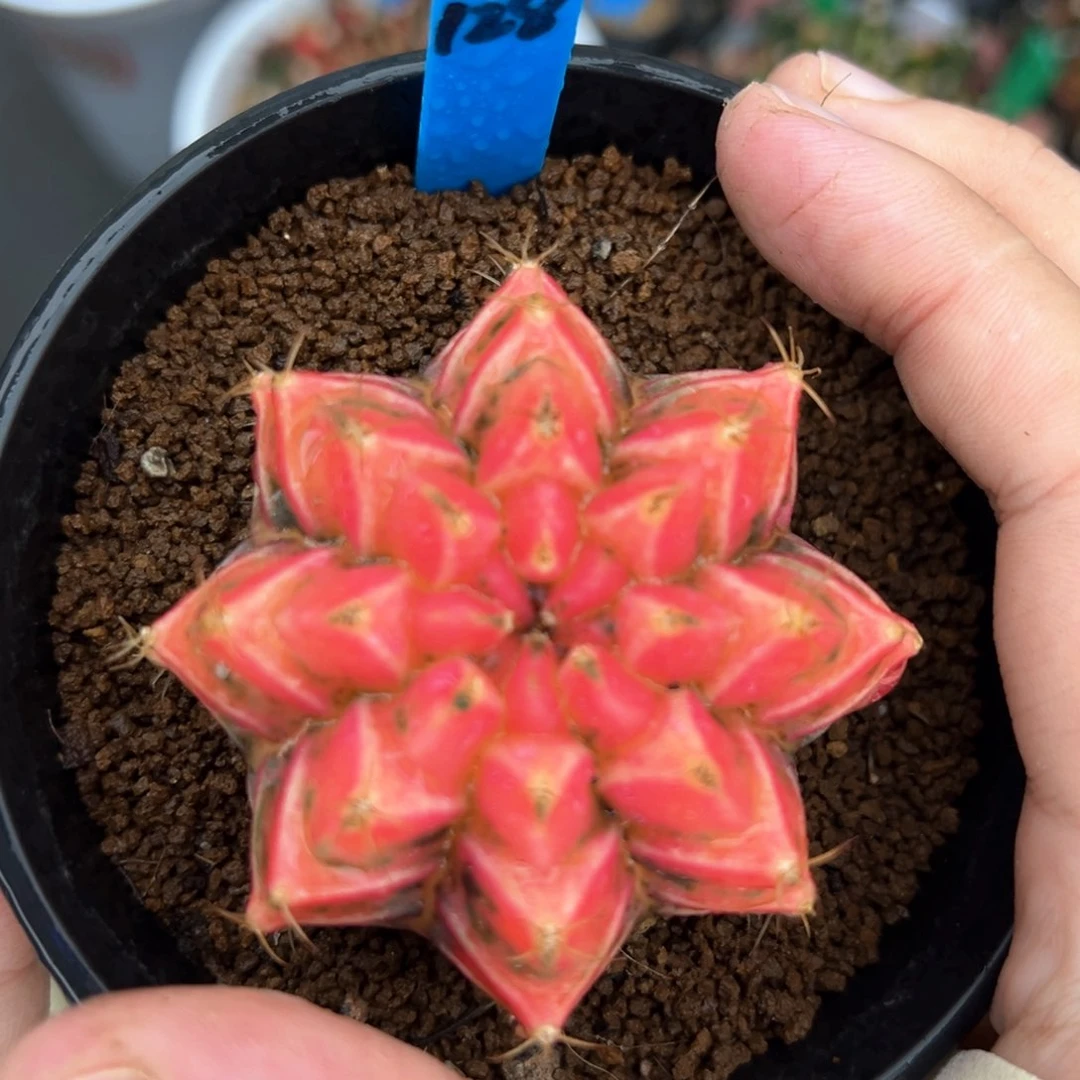 泰系实生米哈锦带盆发128