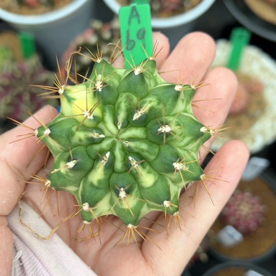 泰系侧芽奶油太妃A69