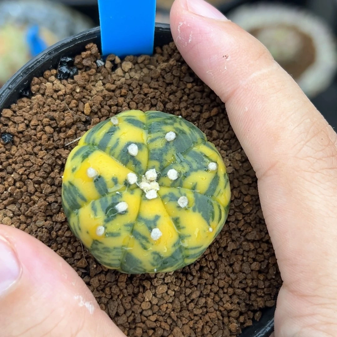 实生虎斑兜锦带盆发116