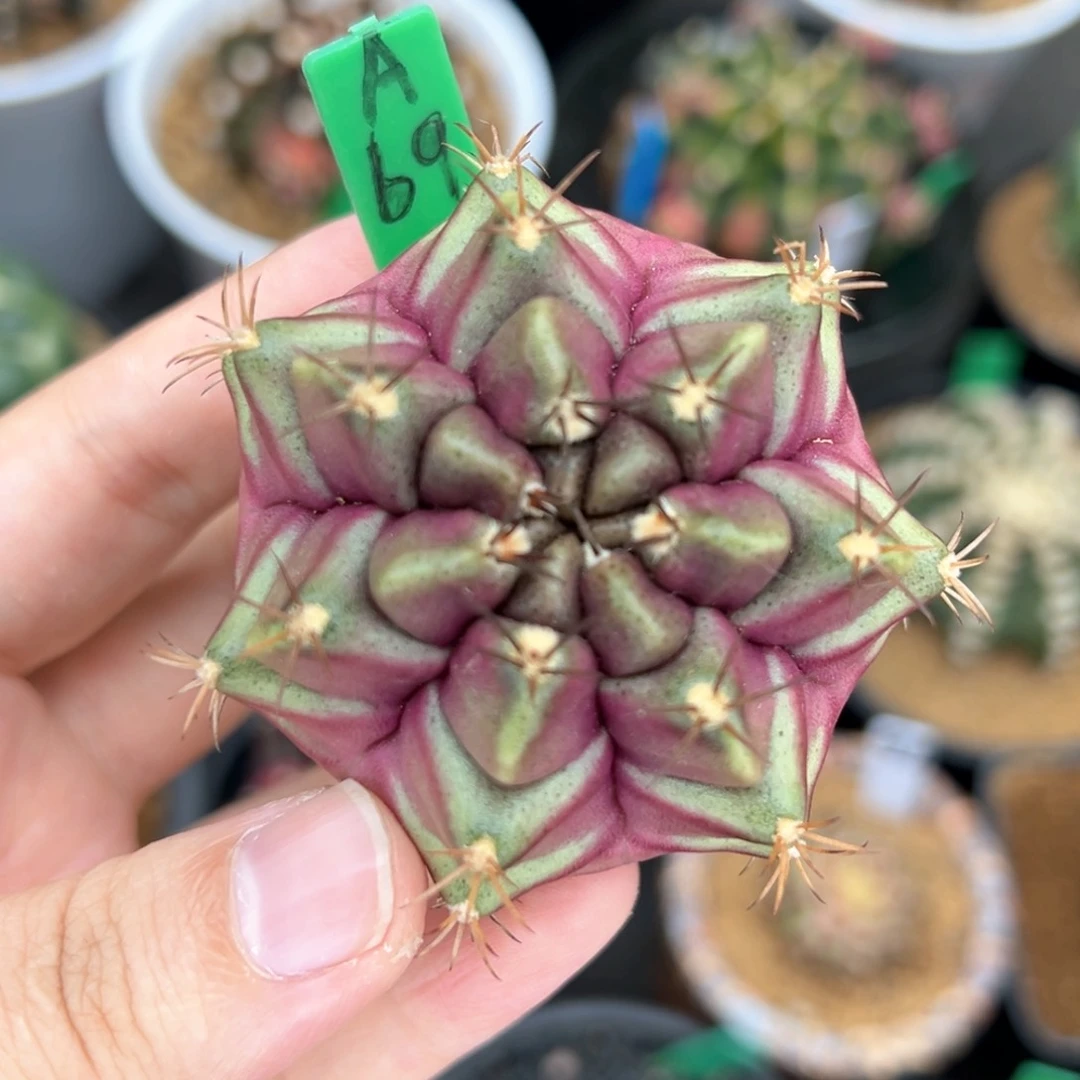 泰系实生紫色星云A69