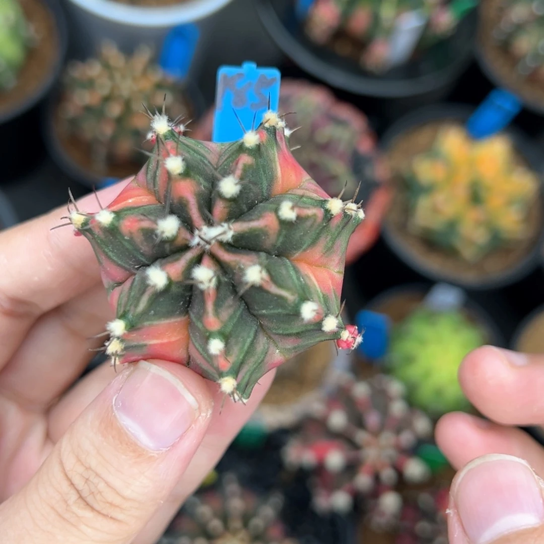 泰系侧芽豪臀米哈锦185