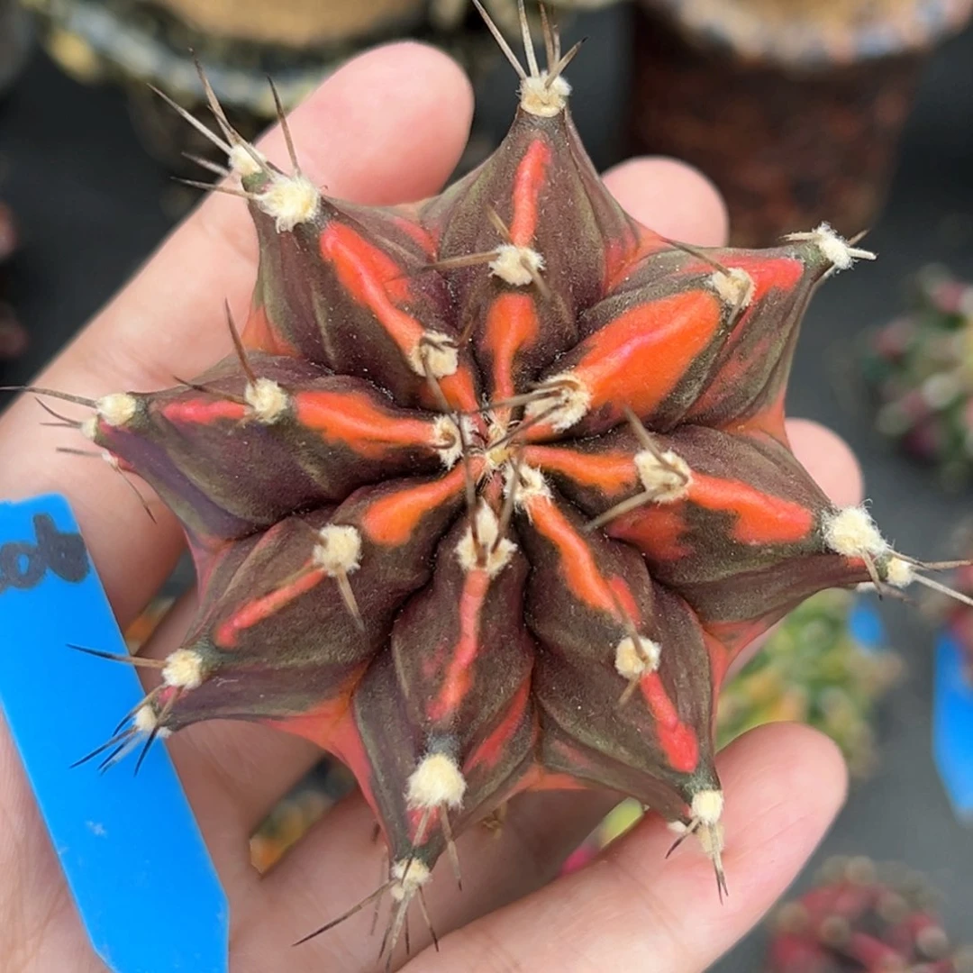 泰系侧芽米哈锦裸根发206
