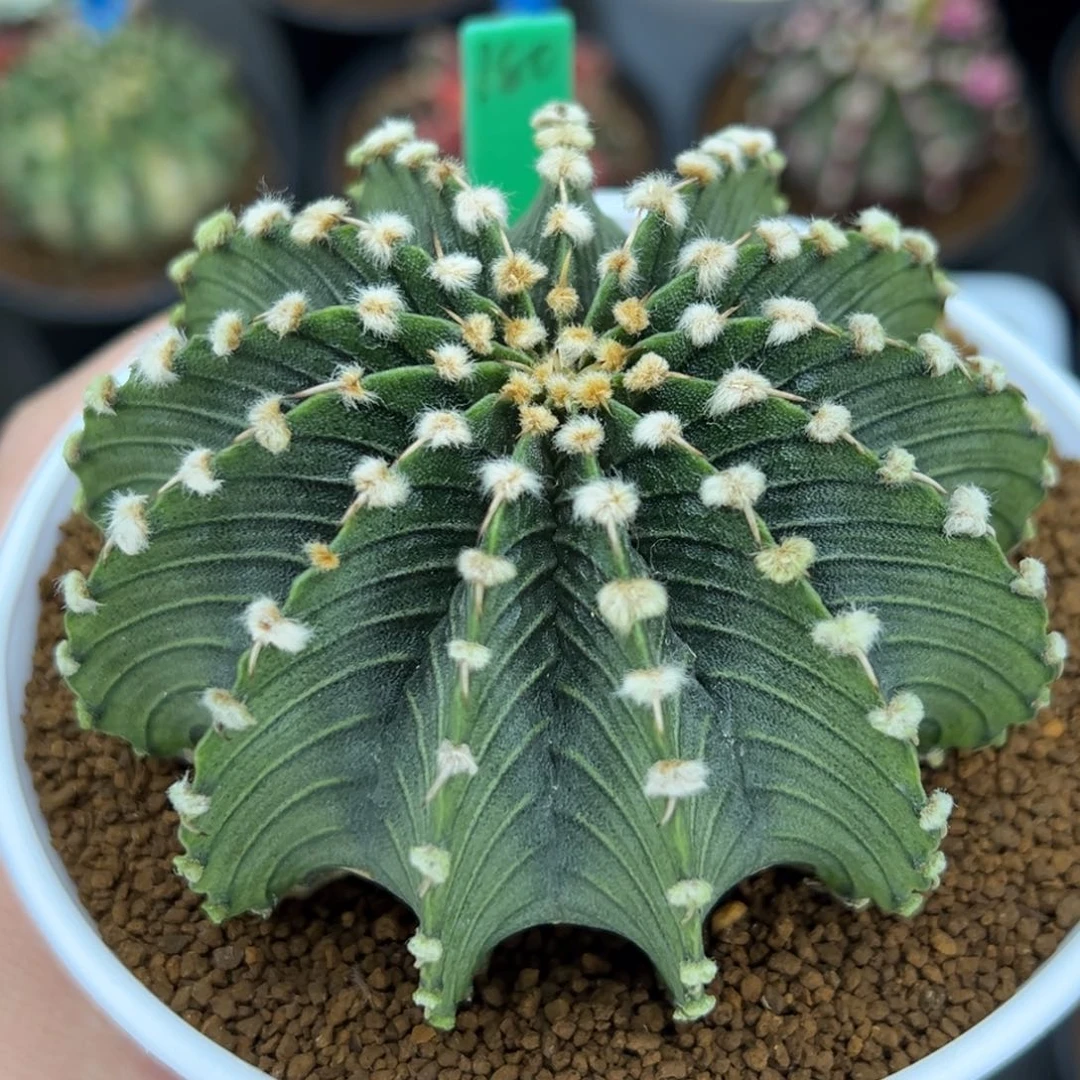 180实生13棱纯肋骨，带盆土发货