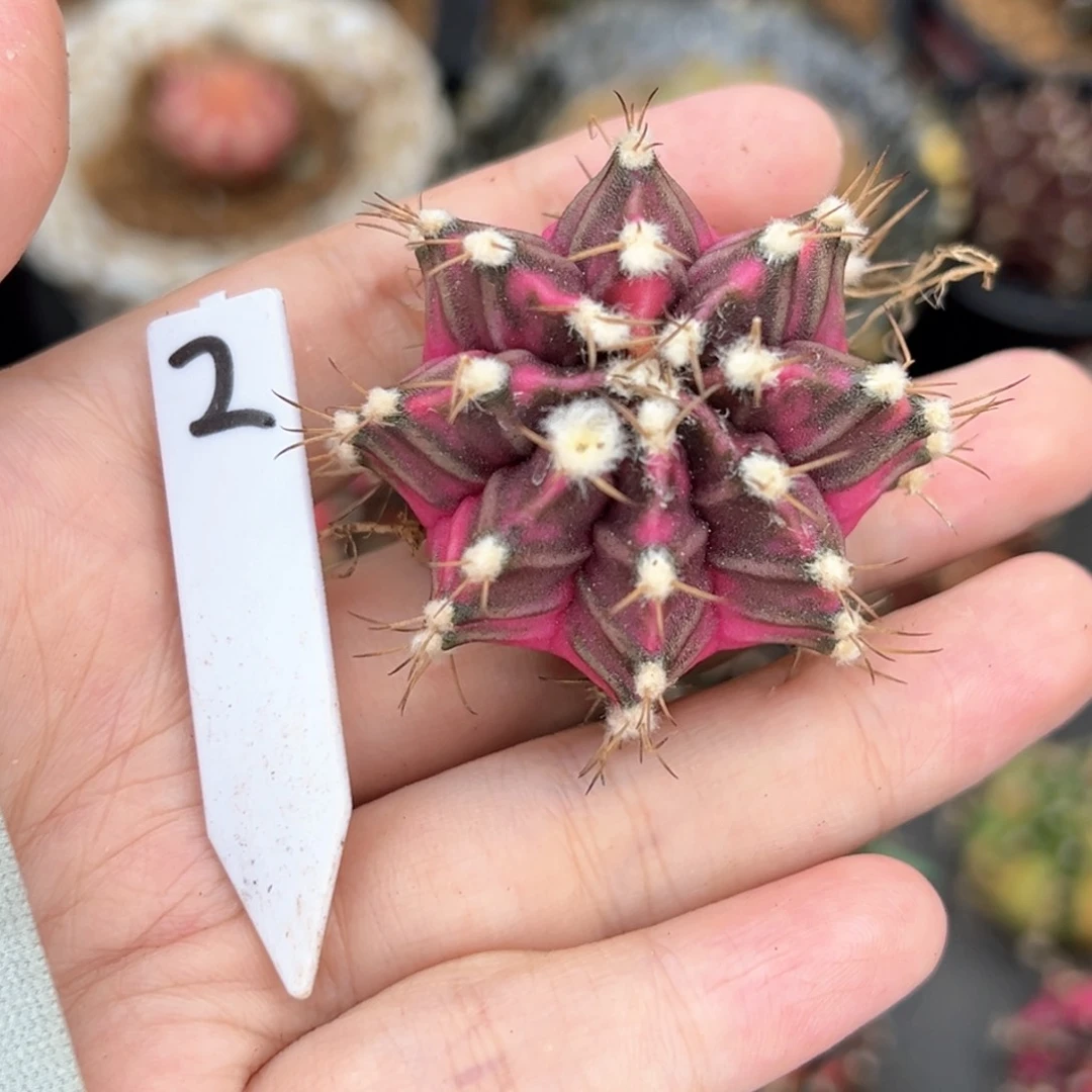 泰系侧芽高绒米哈锦裸根发2