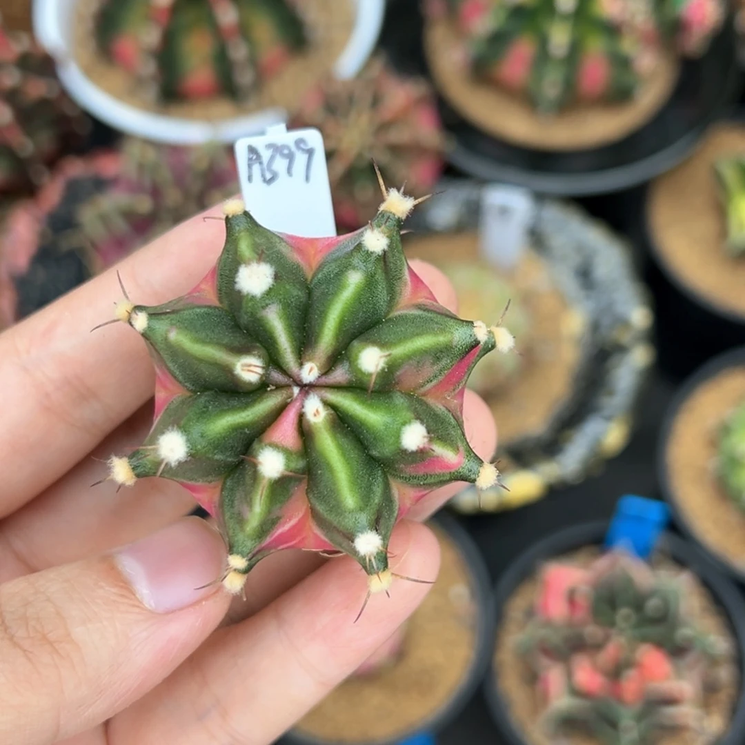 泰系侧芽米哈锦A399
