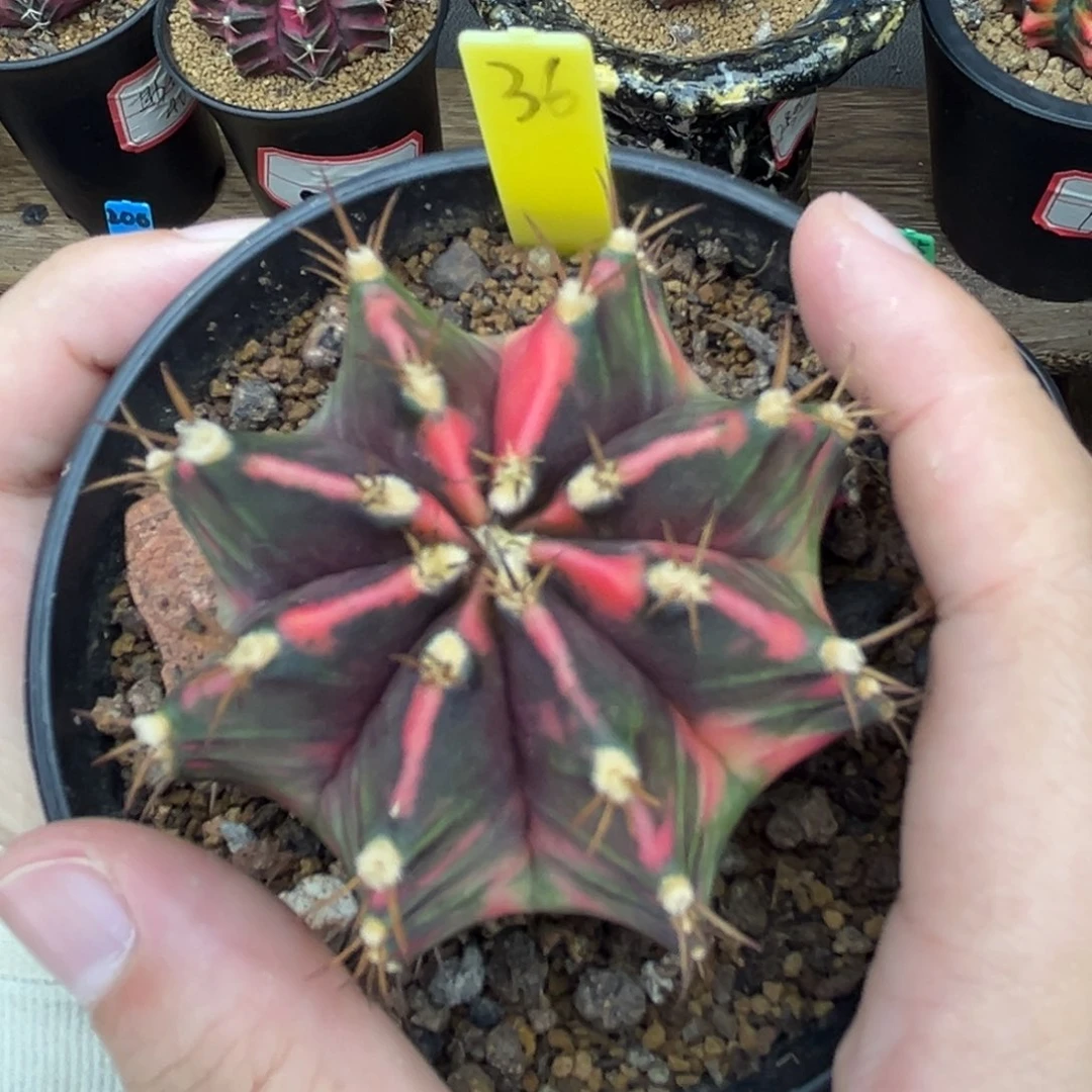 泰系侧芽米哈锦 36