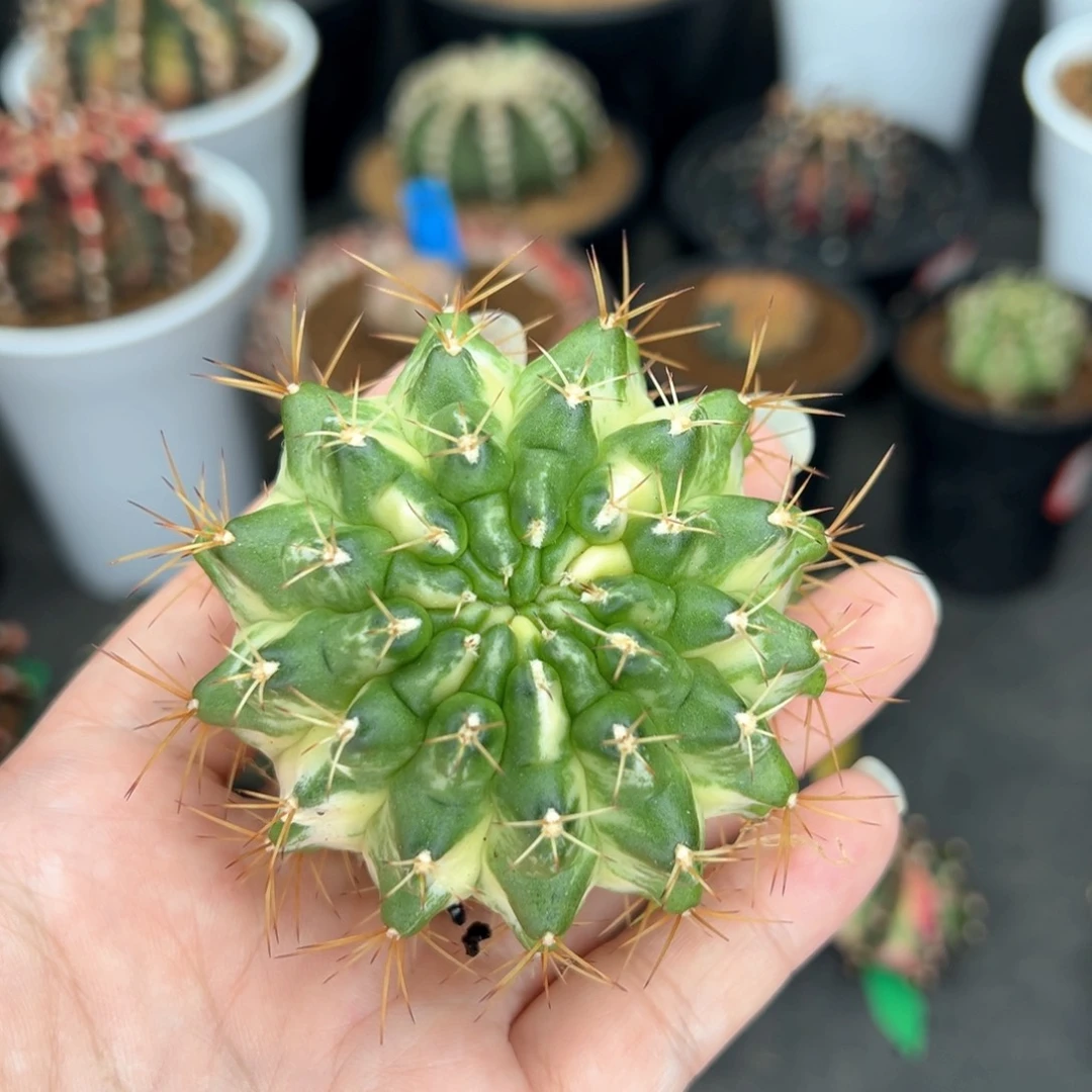 十三棱泰系侧芽，裸根发货