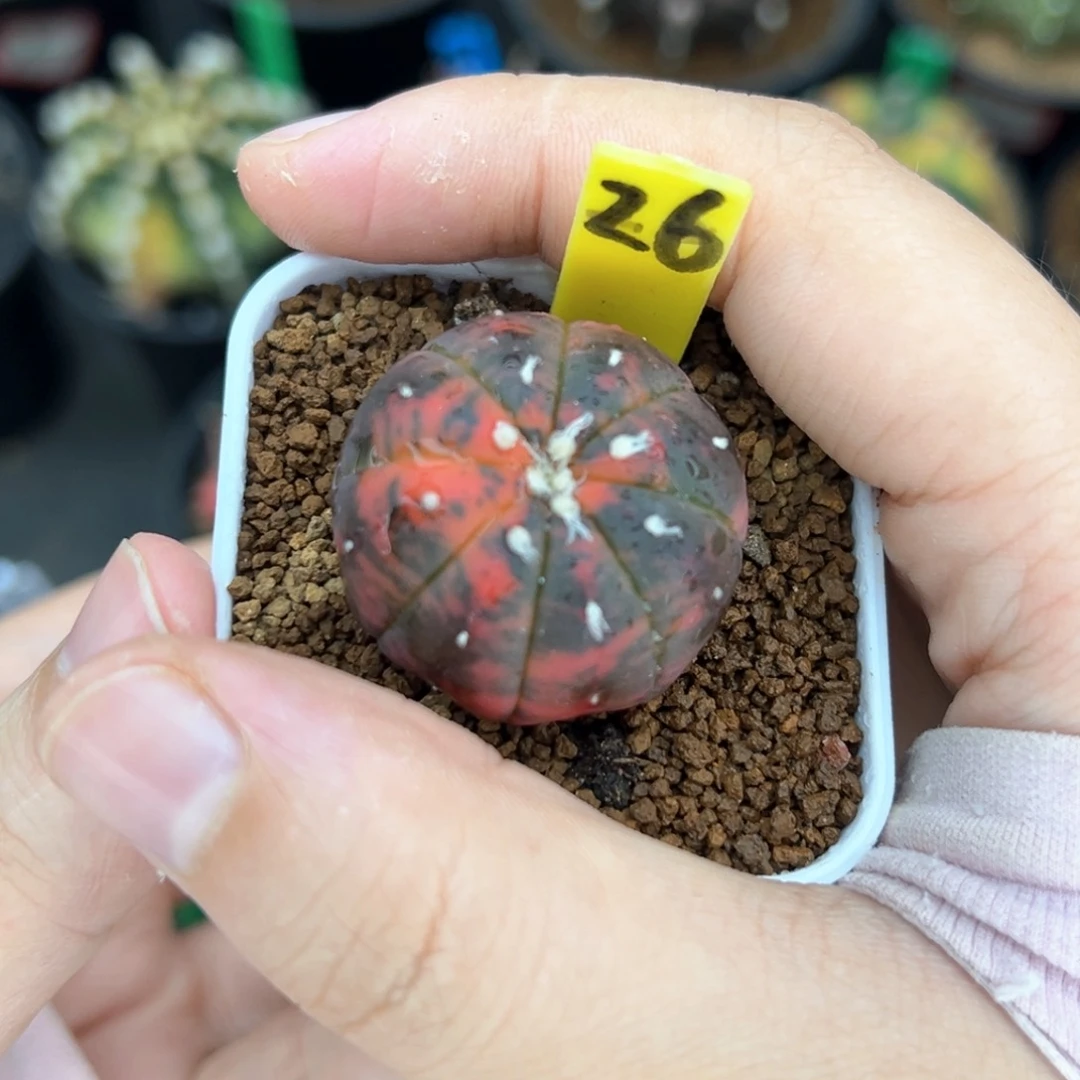 实生红虎斑兜锦26
