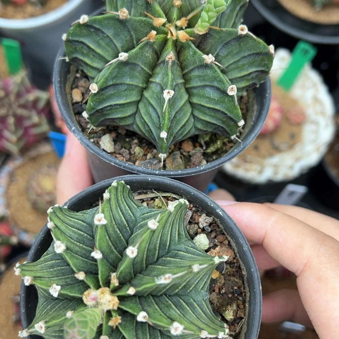实生肋骨带盆发66