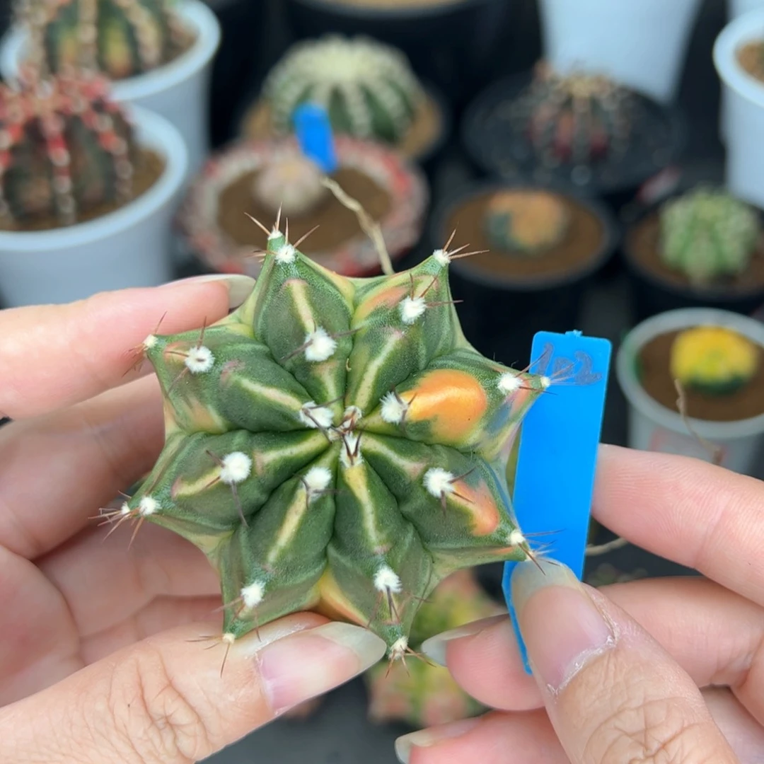 102泰系侧芽，带盆土发货