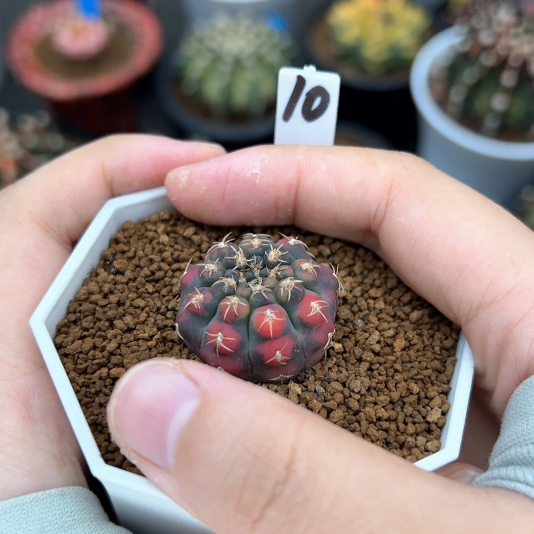 实生红虎斑裸恶锦10
