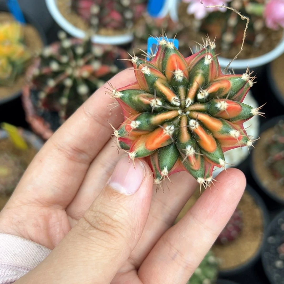 泰系侧芽米哈锦123