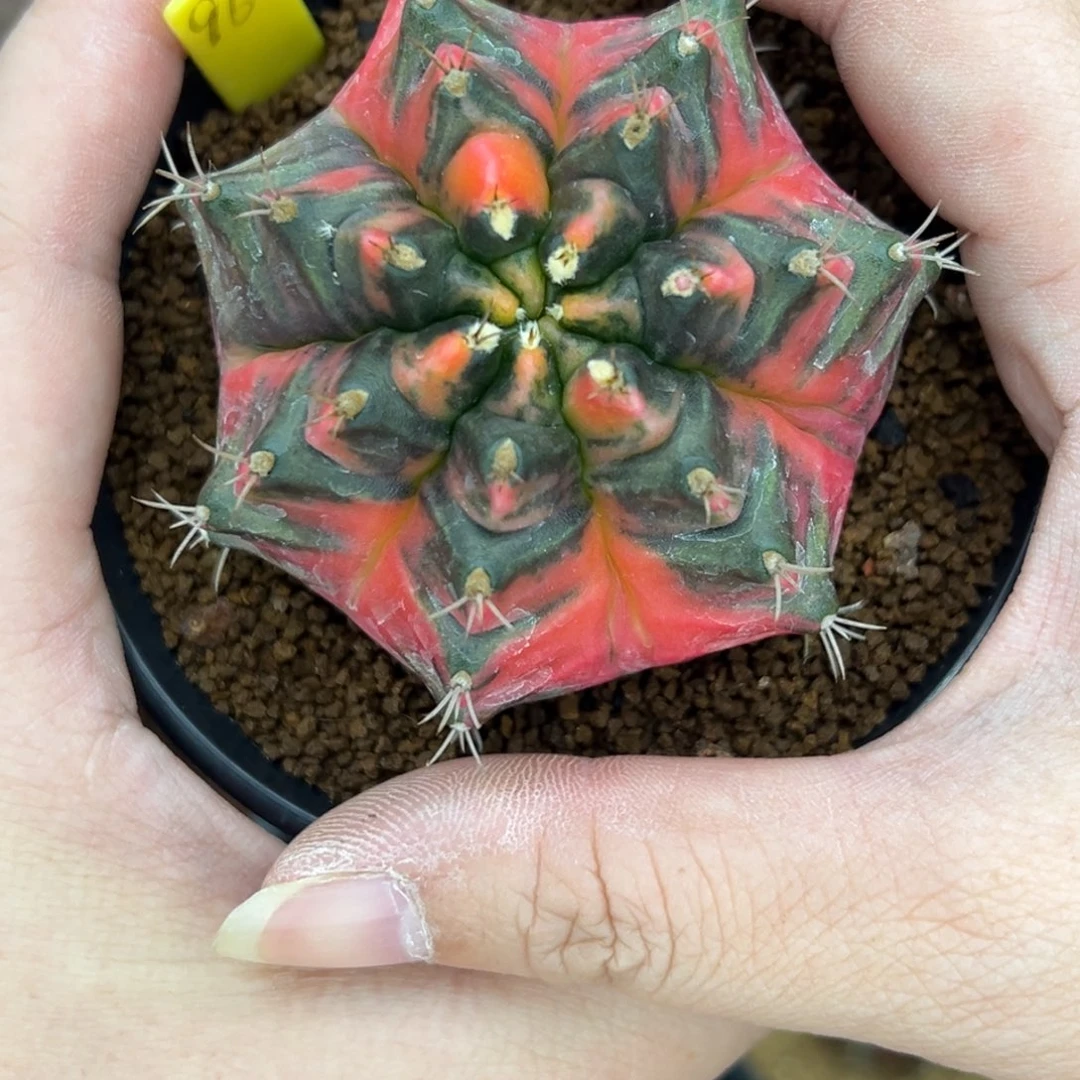 论*96实生米哈锦，带盆土发货