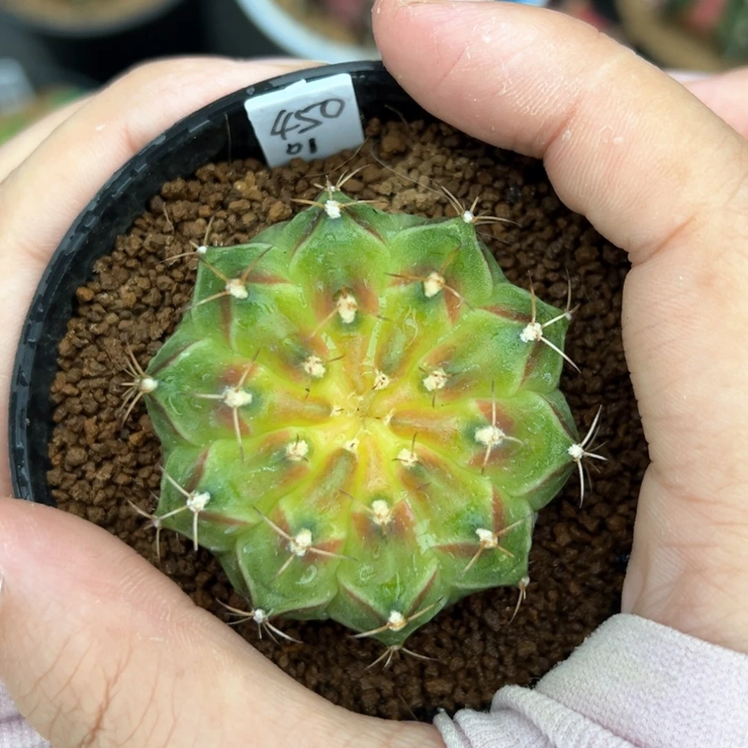 泰系实生轮回带盆发450