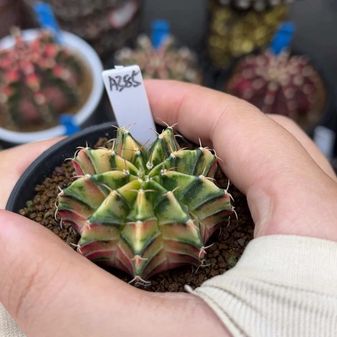 泰系实生肋骨锦 A385