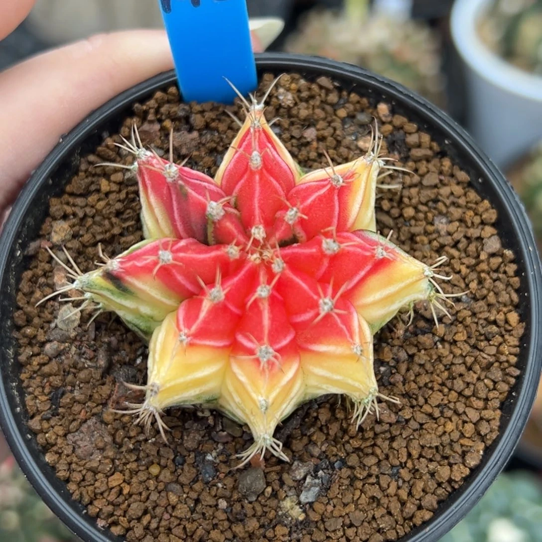 148实生米哈锦，带盆土发货