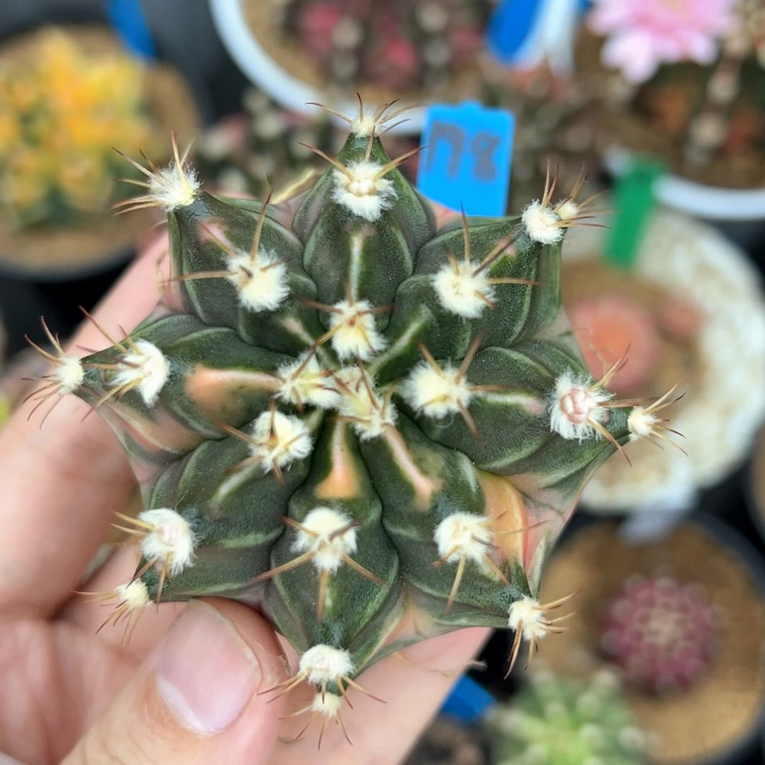 泰系侧芽豪臀米哈锦198