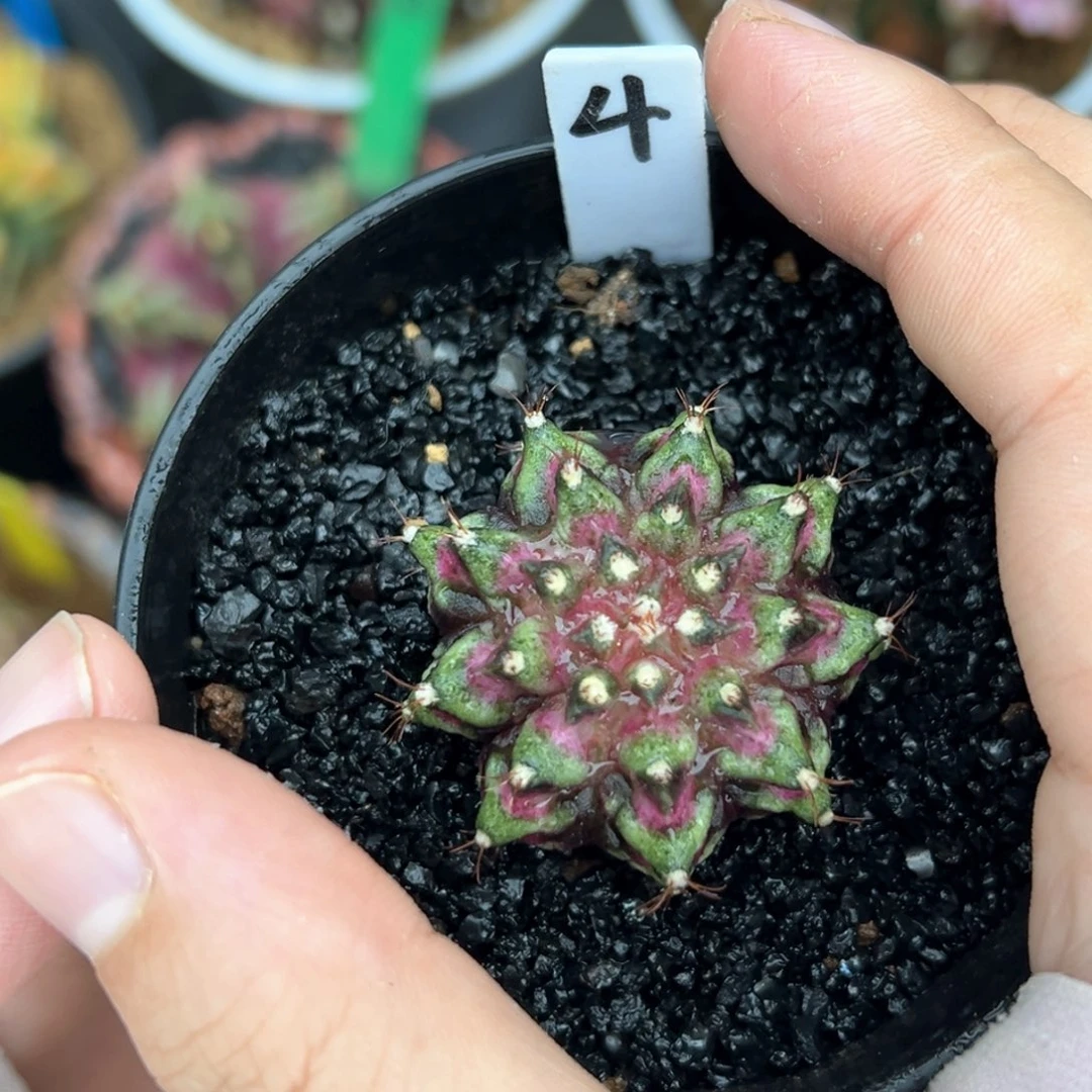 泰系实生海神带盆发4