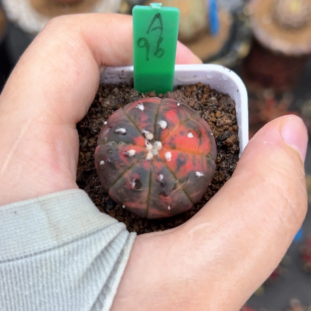 实生红虎斑兜锦带盆发A96