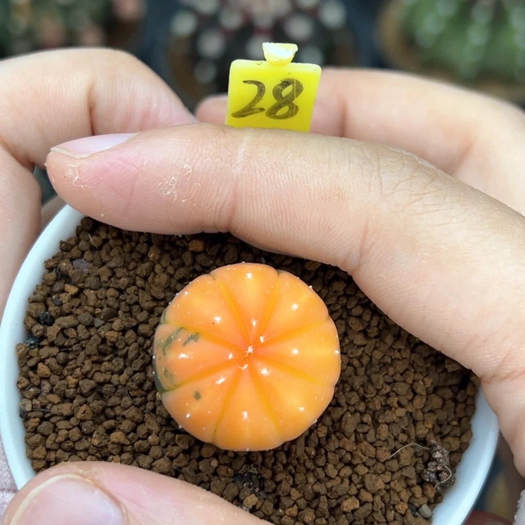 实生兜锦带盆发28。